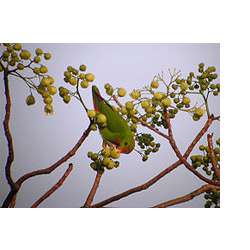 Филиппинский висячий попугайчик (Loriculus philippensis)