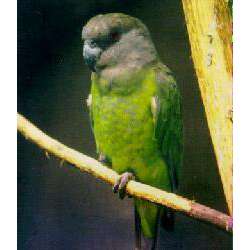 Ниамниамский длиннокрылый попугай (Poicephalus crassus)