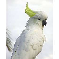 Большой желтохохлый какаду (Cacatua galerita)