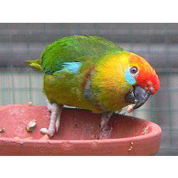Клинохвостый карликовый попугай (Psittaculirostris desmarestii)