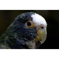 Белоголовый красногузый попугай (Pionus senilis)