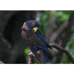 Красноклювый красногузый попугай (Pionus sordidus)