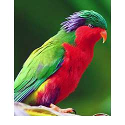 Рубиновый лори-отшельник (Vini kuhlii)