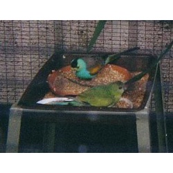 Золотоплечий плоскохвостый попугай (Psephotus chrysopterygius)