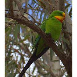 Роскошный баррабандов попугай (Polytelis swainsonii)