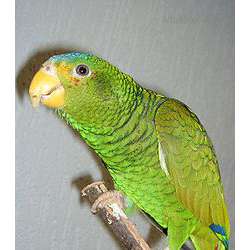 Желтоуздечный амазон (Amazona xantholora)