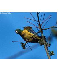 Желтошейный ракетохвостый попугай (Prioniturus platurus)