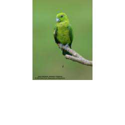 Зелёный ракетохвостый попугай (Prioniturus luconensis)