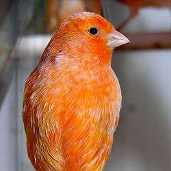 Домашняя канарейка (Serinus canaria domestica)