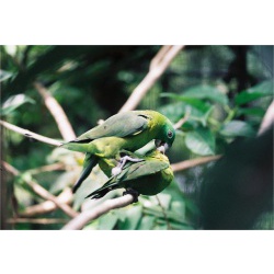 Синешапочный ракетохвостый попугай (Prioniturus discurus)