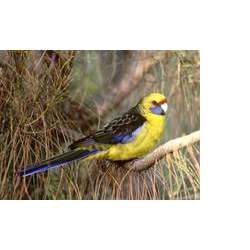 Зелёная розелла (Platycercus caledonicus)