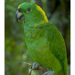Желтошейный амазон (Amazona auropalliata)