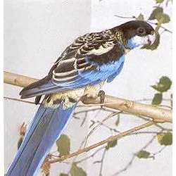 Черноголовая розелла (Platycercus venustus)