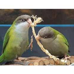 Бурошапочный толстоклювый попугай (Bolborhynchus aymara)