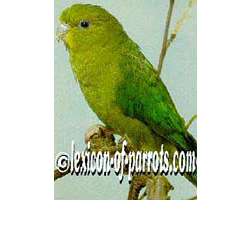 Желтолобый толстоклювый попугай (Bolborhynchus aurifrons)