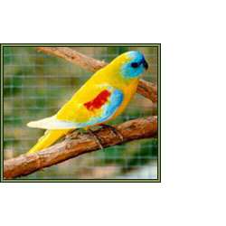 Красногрудый травяной попугайчик (Neophema splendida)