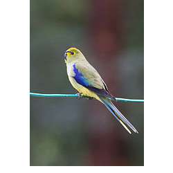 Синекрылый травяной попугайчик (Neophema chrysostoma)