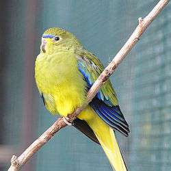 Украшенный травяной попугайчик (Neophema elegans)