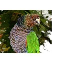 Императорский амазон (Amazona imperialis)