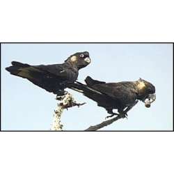 Белоухий траурный какаду (Calyptorhynchus baudinii)