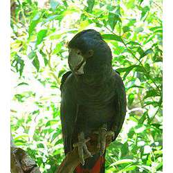 Траурный какаду (Calyptorhynchus (Zanda) funereus)