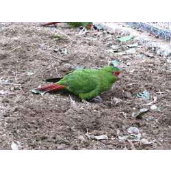 Длинноклювый изумрудный попугай (Enicognathus leptorhynchus)