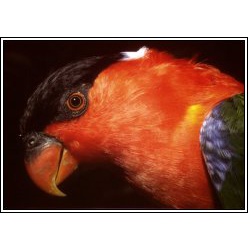Белошейный широкохвостый лори (Lorius albidinuchus)