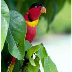 Зеленохвостый широкохвостый лори (Lorius chlorocercus)