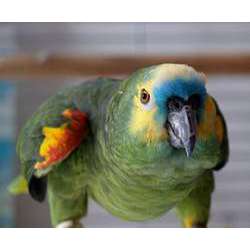 Синелобый амазон (Amazona aestiva)