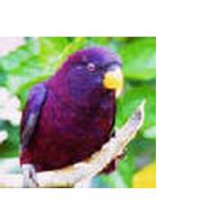 Вишнёво-красный лорикет (Trichoglossus rubiginosus)