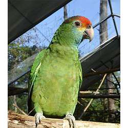 Краснобровый амазон (Amazona rhodocorytha)