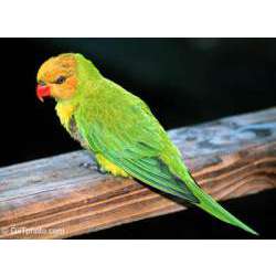 Желтоголовый лорикет (Trichoglossus euteles)