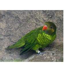 Жёлто-зелёный лорикет (Trichoglossus flavoviridis)