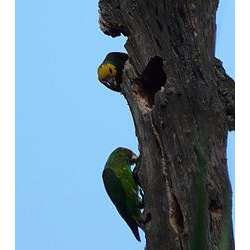 Желтолицый длиннокрылый попугай (Poicephalus flavifrons)