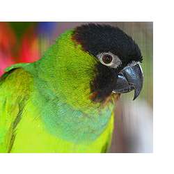Черноголовый попугай (Nandayus nenday)