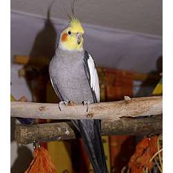 Корелла (Nymphicus hollandicus)