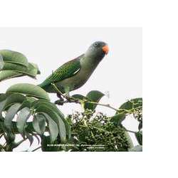 Красноплечий попугайчик (Psittinus cyanurus)