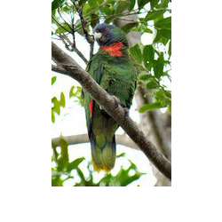 Краснозобый амазон (Amazona arausiaca)