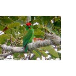 Сулавесский красношапочный висячий попугайчик (Loriculus stigmatus)