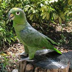 Амазон Мюллера (Amazona farinosa)