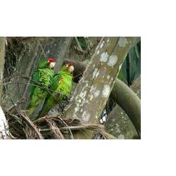 Аратинга Финша (Aratinga finschi)