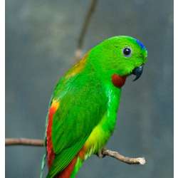 Висячий попугайчик острова Камигин (Loriculus camiguinensis)