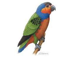 Дятловый попугайчик Бруина (Micropsitta bruijnii)