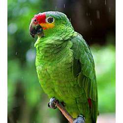 Желтощёкий амазон (Amazona autumnalis)