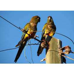 Скалистый попугай (Cyanoliseus patagonus)
