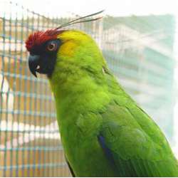Рогатый попугай (Eunymphicus cornutus)