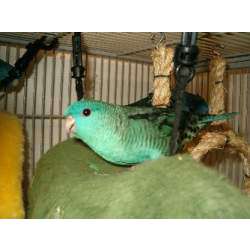 Толстоклювый попугай Катерины (Bolborhynchus lineola)