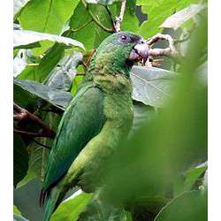 Ямайский черноклювый амазон (Amazona agilis)