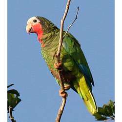 Кубинский амазон (Amazona leucocephala)