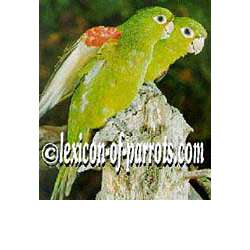 Гаитийская аратинга (Aratinga chloroptera)